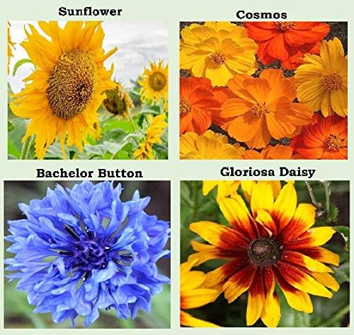 25 Heirloom Flower Seed Packets for Planting: 20+ Varieties Flower Seeds - Forget Me Not, Sunflower, Marigold, Zinnia Lilliput, Snapdragon