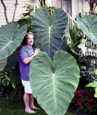 Jack's Giant's Elephant Ears in 4 inch Containers (3 Pots of Plants) Heat and Cold Sensitive. Do not Order in Extreme Weather
