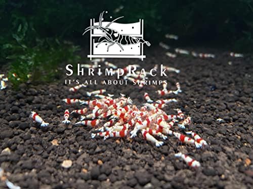 10 Crystal Red Shrimp CRS Grade S-SSS Live Freshwater Aquarium Shrimps 1/4 to 1/2 inch Long.