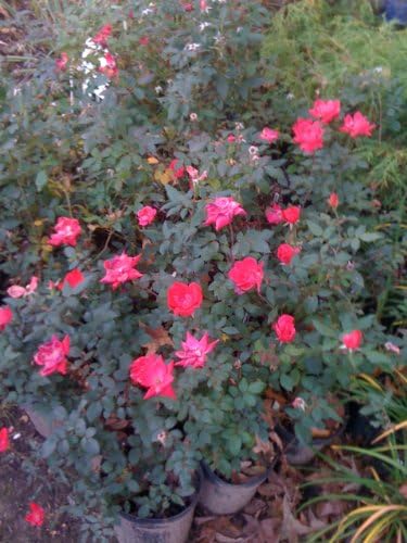 Rosa 'Radtkopink' The Pink Double Knock Out Rose, Deciduous Shrub Plant, Bubble Gum Pink Color, 3 Gallon