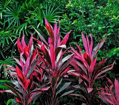 Hawaiian Ti Plant Logs - Good Luck Red Ti Cordyline Tropical Plant Cuttings, Easy Care Indoor Outdoor Houseplant, 2 Logs Per Pack 2-4 Inch