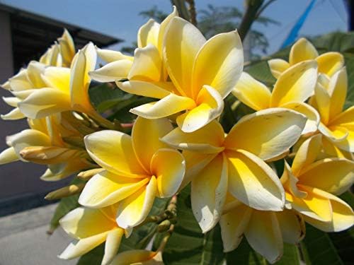 Plumeria Tree Frangipani Plant Cutting 1 Pk Discount Hawaiian Gifts