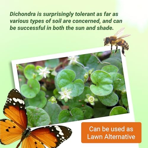 Outsidepride Perennial Dichondra Repens Seeds - 2 lbs Dense Green, Low-Maintenance Ground Cover Seeds for Planting, Ideal Lawn Alternative in Sun or Shady Areas & Erosion Control in USDA Zones 8-11