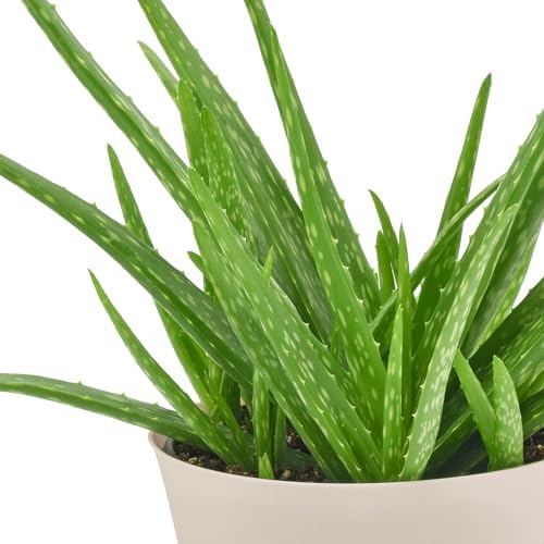 Arcadia Garden Products Live Aloe Vera Succulent Easy Indoor Houseplant in Plastic Pot, Air Purifying Ornamental Plant Gift for Home and Garden Decor