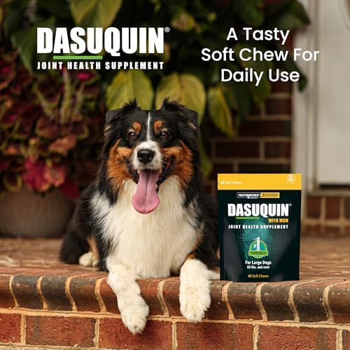 Nutramax Dasuquin MSM Joint Supplement for Large Dogs, Soft Chews, 84ct | Glucosamine and Chondroitin, ASU, MSM, Supports Healthy Joints, For Dogs Over 60 lbs, All Ages, Soft Chews