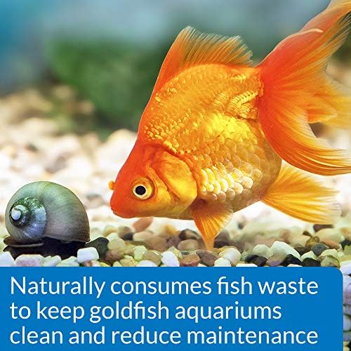 API GOLDFISH PROTECT Aquarium Water Conditioner 4-Ounce Bottle