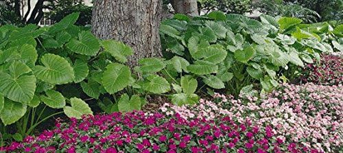 1 Elephant Ear -Colocasia esculenta- Give your garden a tropical look