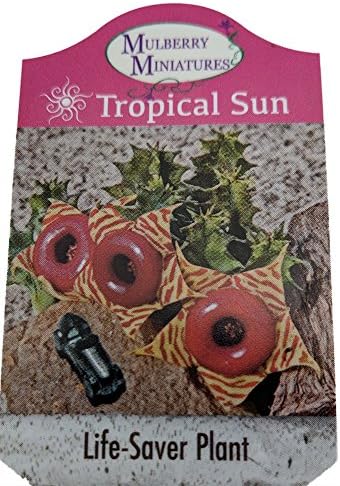 Lifesaver Succulent Plant - Huernia - Exotic Flower - 2.5" Pot