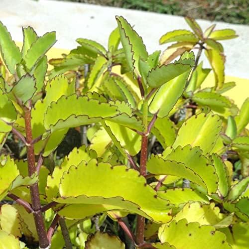 Kalanchoe Pinnata, Life Plant, Goethe, Miracle Leaf Rooted Plant ●LIVE PLANT ●
