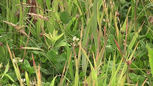 Whitetail Institute Arrest Max Selective Grass Control Herbicide Specifically Developed for Deer Food Plots, 1 Pint