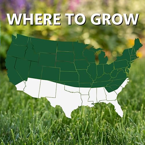 Jonathan Green (10610) Black Beauty Dense Shade Grass Seed - Cool Season Lawn Seed (25 lb) | Grows Well in Medium to Densely Shaded Areas