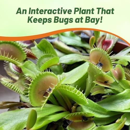 Outsidepride Venus Flytrap Seeds - 20 Pcs Perennial, Unique & Carnivorous, Indoor Plant Seeds for House Plants, Easy to Grow & Low Maintenance
