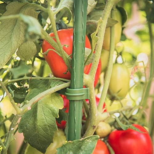 Gardener's Blue Ribbon 3-Pack Ultomato Tomato Plant Cage, Black, Model Number: TMC3PACK