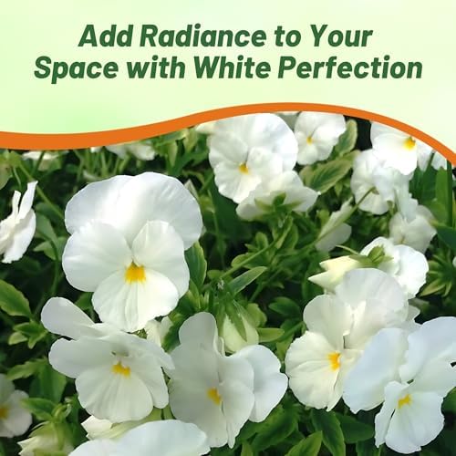 Outsidepride White Perfection Viola Pansy Seeds for Planting - 1000 Pcs. Perennial, Cold-Hardy & Pollinator Friendly Flowers with Fragrant Blooms for Garden Beds, Borders & Container Displays