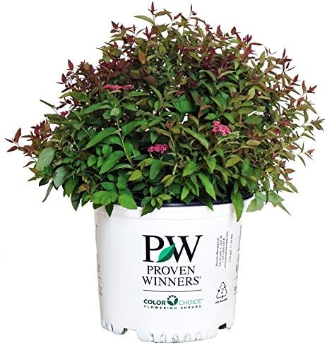 Proven Winners - Spiraea jap. Double Play Gold (Spirea) Shrub, , #3 - Size Container