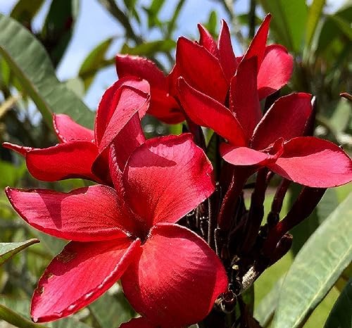 Red Hawaiian Plumeria Cuttings 4 Pk – 11-Inch Unrooted Stem from Big Island Hawaii – Easy to Root, Fragrant Tropical Blooms – for Gardens