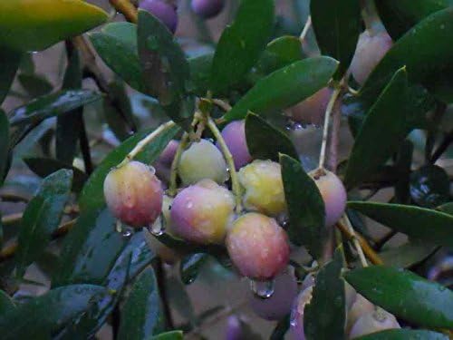 Olive Tree - 'Arbequina' - Olea europaea - live plant