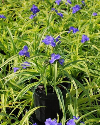 Perennial Farm Marketplace Tradescantia andersoniana 'Sweet Kate' (Spiderwort) Perennial, Size-#1 Container, Brilliant Gentian Blue Flowers