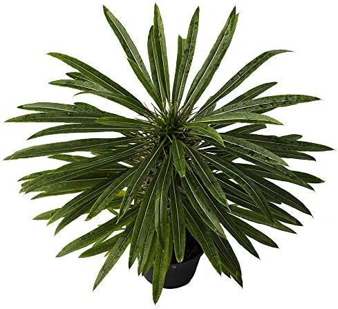 American Plant Exchange Live Madagascar Palm Tree, Plant Pot for Home and Garden Decor, 4" Pot