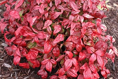 10 Plants Dwarf Nandina Firepower (Ornamental Shrub) Beautiful Rare