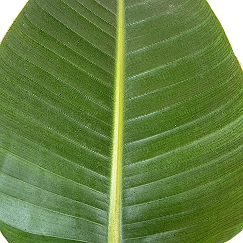 White Bird of Paradise Live Plant 10 inch Pot United Nursery