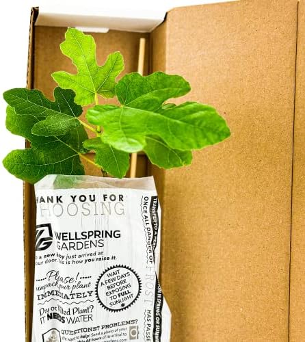 Olympian Fig Tree Live Plant - Ficus carica by Wellspring Gardens - Starter Plant Ideal for Gardens & Containers - Great for Indoor Houseplants, Outdoor Landscaping & Garden Planting