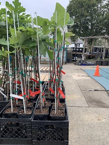 Chicago Hardy Fig Fruit Tree- Premium Size