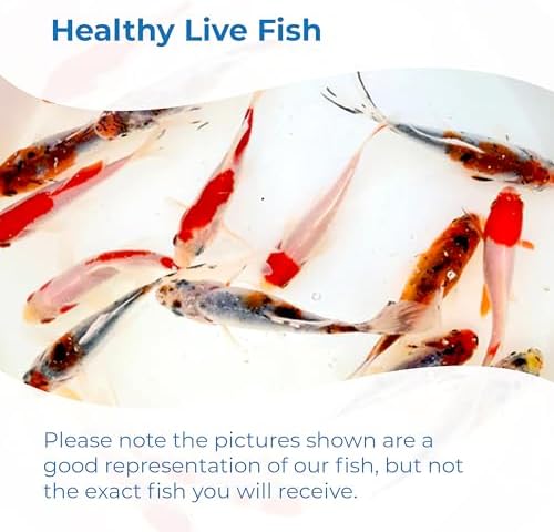 Toledo Goldfish Live Shubunkin and Sarasa Goldfish Combo, Live Fish with a Variety of Colors and Patterns - Perfect for Ponds, Tanks, and Aquariums - 3-4 Inches, 3 of Each, 6 Total Count