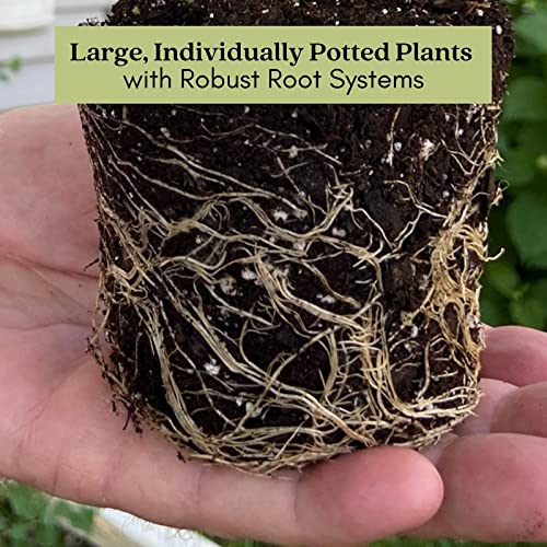 Clovers Garden French Lavender Herb Plant Two (2) Live Plants Non-GMO Each 4" to 8" Tall in 4" Pots - Everblooming, Mild Scent, Dries Well