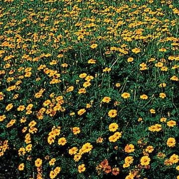 Park Seed Whopper Mix Marigold Flower Seeds – Giant 4-Inch Double Blooms in Yellow, Gold & Orange, Compact and Weather-Resistant Plants, Easy to Grow for Beds or Containers – Pack of 25