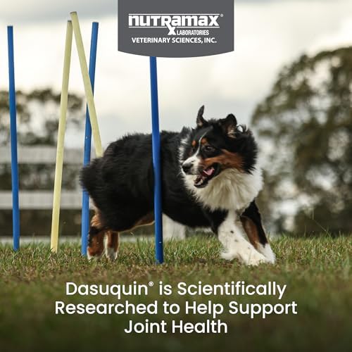 Nutramax Dasuquin MSM Joint Supplement for Large Dogs, Soft Chews, 84ct | Glucosamine and Chondroitin, ASU, MSM, Supports Healthy Joints, For Dogs Over 60 lbs, All Ages, Soft Chews