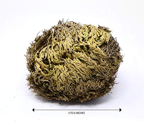 Saint Terra - Rose of Jericho Flower the Resurrection Plant, Jumbo Size, 5 to 6 Inches Wide