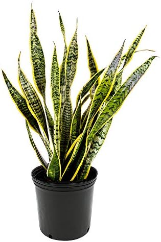American Plant Exchange Snake Plant – Medium 6-Inch Pot Yellow Sansevieria Trifasciata, Drought-Tolerant, Air-Purifying Live Houseplant for Home