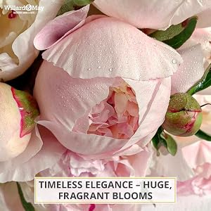 Fragrance