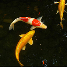 Pond