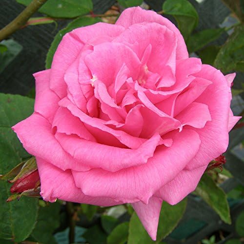 Heirloom Roses Nearly Thornless Rose Plant - Zéphirine Drouhin Pink Climbing Rose Bush, Bourbons Live Plant for Planting Outdoors