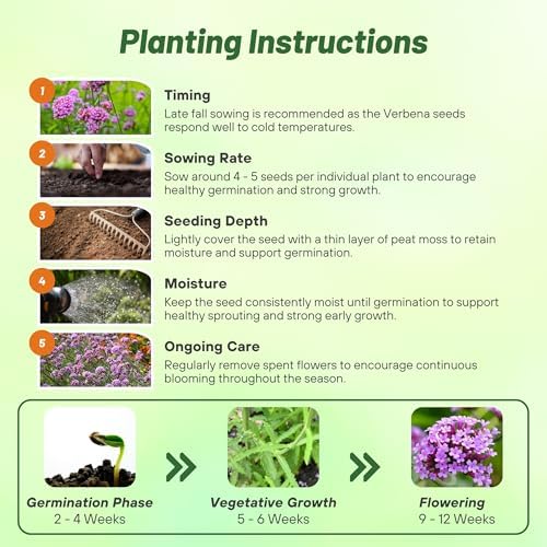 Outsidepride Purpletop Verbena Seeds for Planting - 5000 Pcs. Annual, Drought Tolerant & Easy to Grow, Ground Cover with Fragrant & Vibrant Blooms for Containers, Borders & Pollinator Gardens