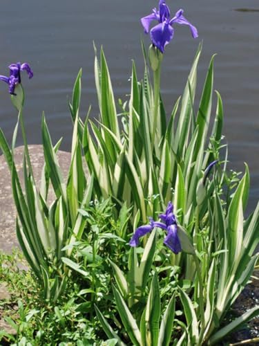 Iris e. 'Variegata' (Variegated Japanese) Perennial, Size-#1 Container, Rich Blue-Violet Flowers