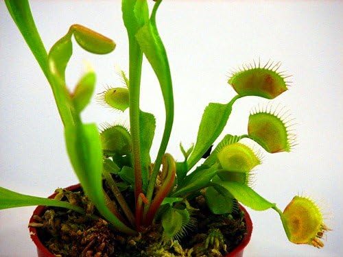 Venus Fly Trap Plant - Carnivorous - Dionaea - 2" Pot