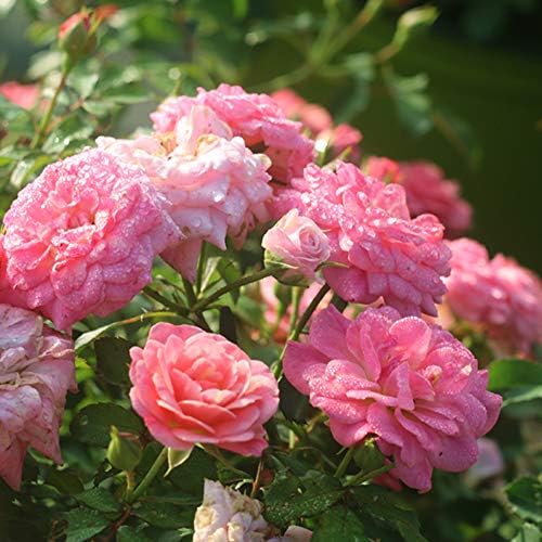 Perfect Plants Sweet Drift Rose Live Plant, 1 Gallon, Pink Ground Cover | Baby blush blooms 8 to 9 months a year, zones 5-10, low mounding perennial, drought tolerant and winter hardy