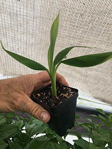 Pisang Raja Banana Plant -"King of Bananas" - Live Banana Plant