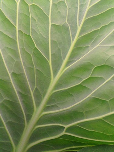 TeaLAB Insect Frass: Organic Fertilizer - 10 Pounds