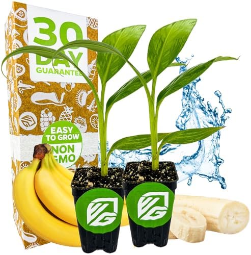 Ice Cream Banana Tree (1-Pack) Live Plants by Wellspring Gardens | Easy to Grow Plants for Nature Lovers & Gardeners- Outdoor Planting in Patio | Musa acuminata