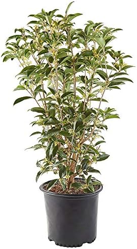 Osmanthus 7 Gal. Tea Olive Osmanthus Shrub