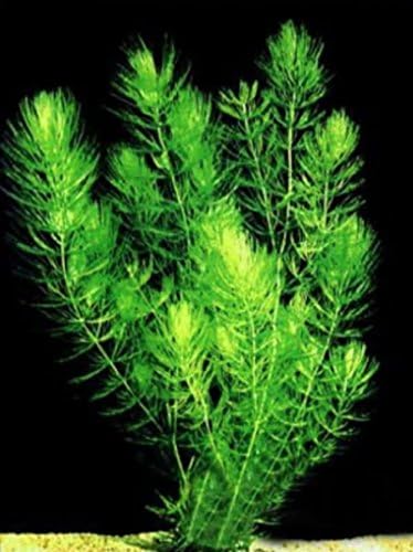 Hot Sale! Hornwort (Ceratophyllum demersum) - Bunch Aquatic Plant