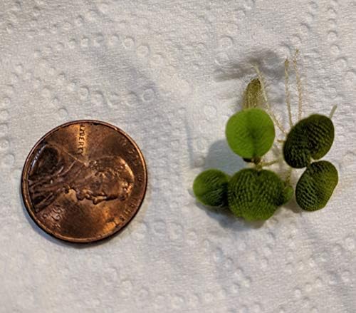 6 Mini Amazon Frogbit + 6 Water Spangles Combo, Betta Fish Aquarium Floating Plants for beginners
