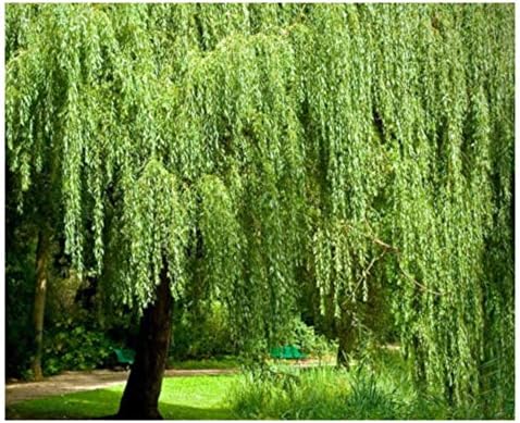 Brighter Blooms - Weeping Willow Tree, 4-5 ft. - No Shipping to AK, AZ, HI