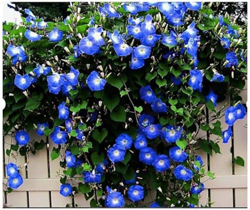 Morning Glory Seeds for Planting - 250 Fresh Seeds - Heavenly Blue Climbing Vine Flower Seed - Attracts Butterflies & Hummingbirds - Fast Growing