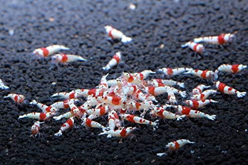 Crystal Red Shrimp SS Grade Live Freshwater Aquarium Shrimp - 1/4 to 1/2 inch Long (5 Shrimp)