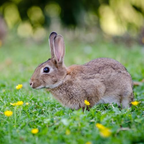 Rabbit Scram All Natural Granular Repellent - All-Natural, Animal, People and Pet Safe Granule (2.5 lb Shaker)
